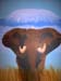 elefant